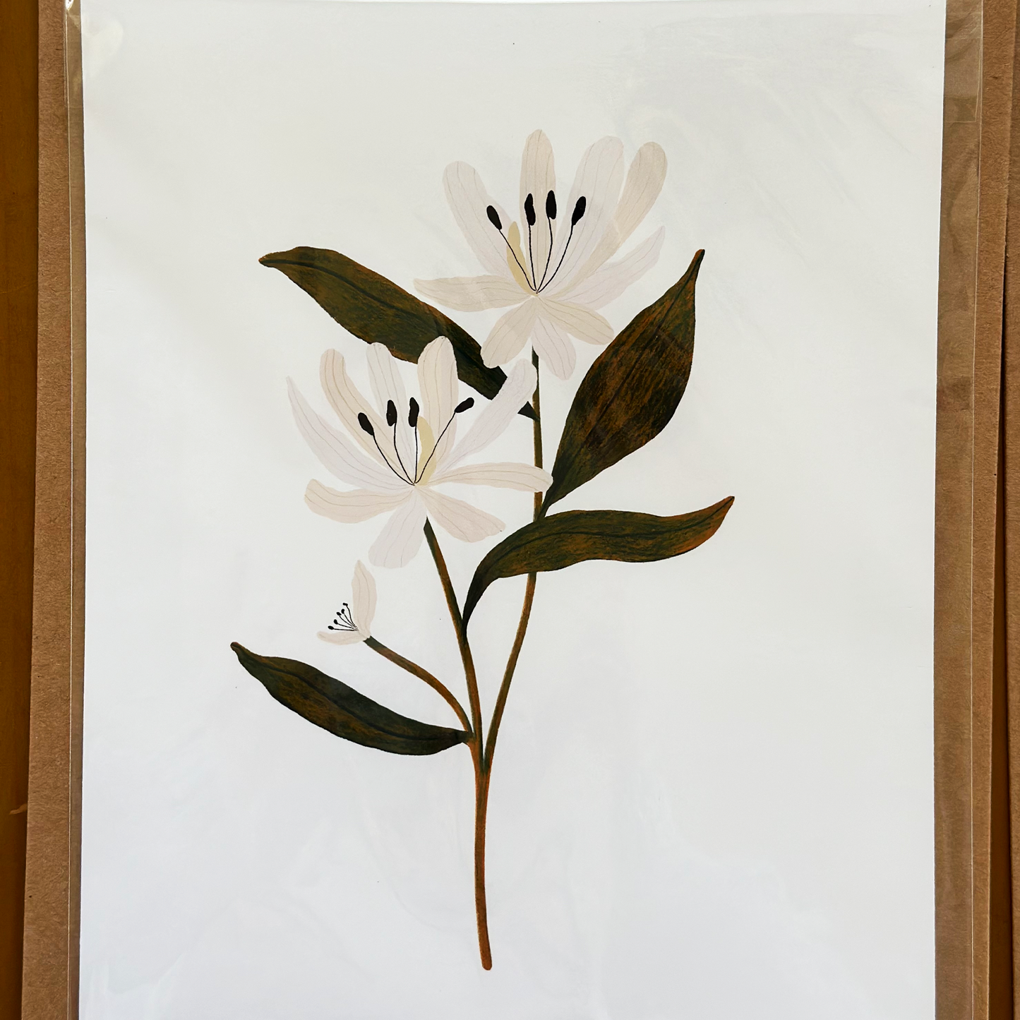 Botanical Print Collection