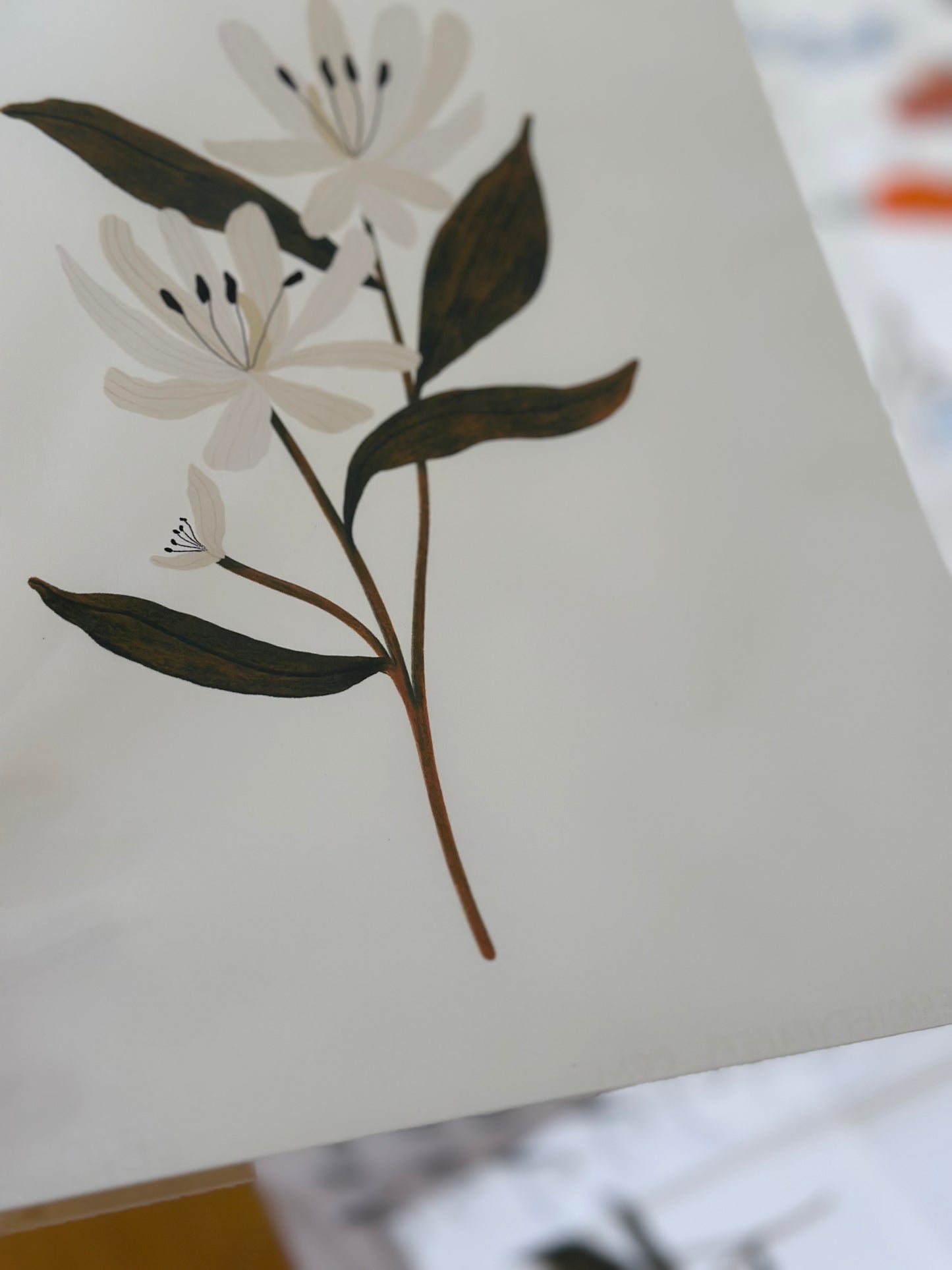 Botanical Print Collection