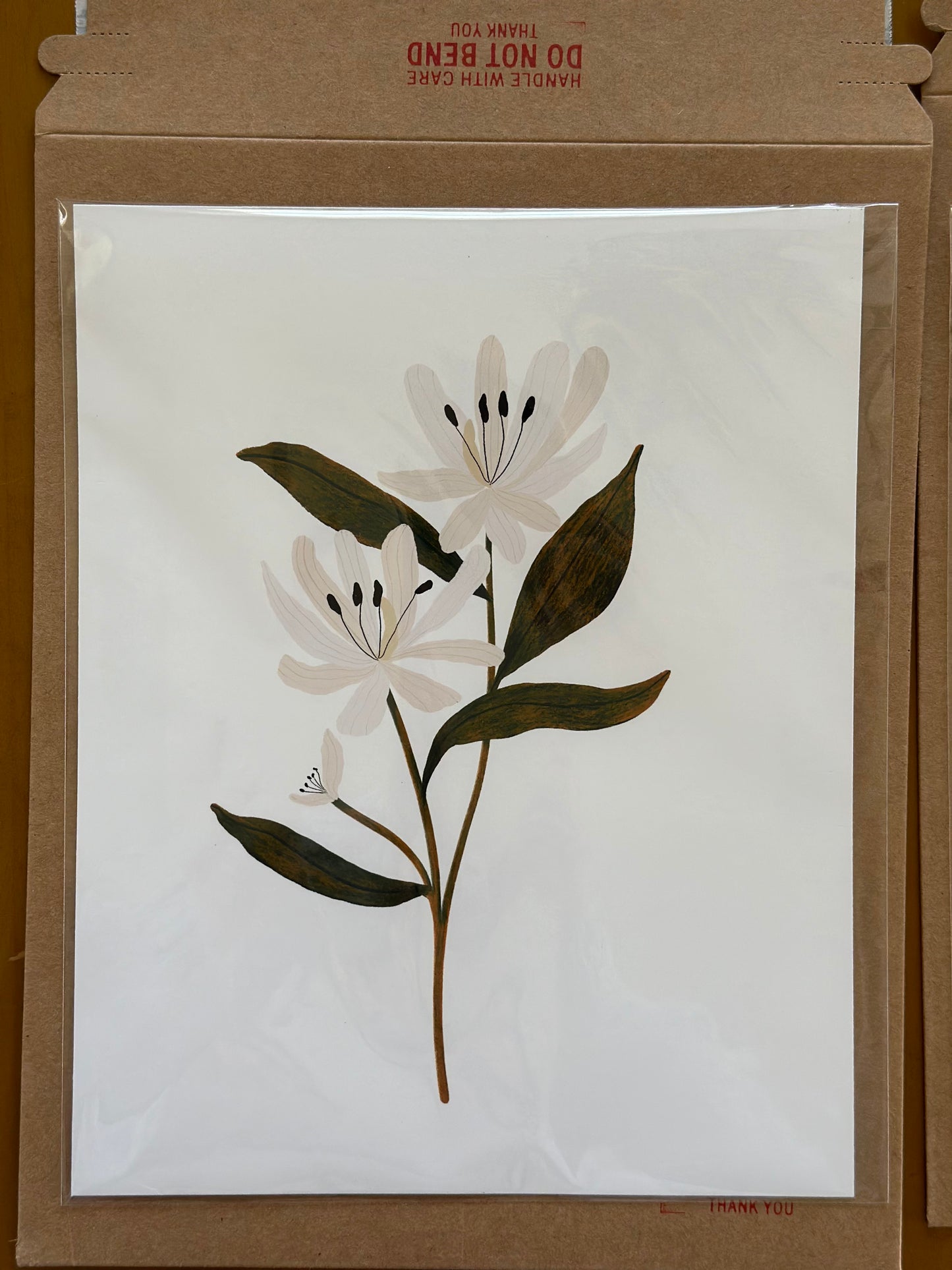 Botanical Print Collection