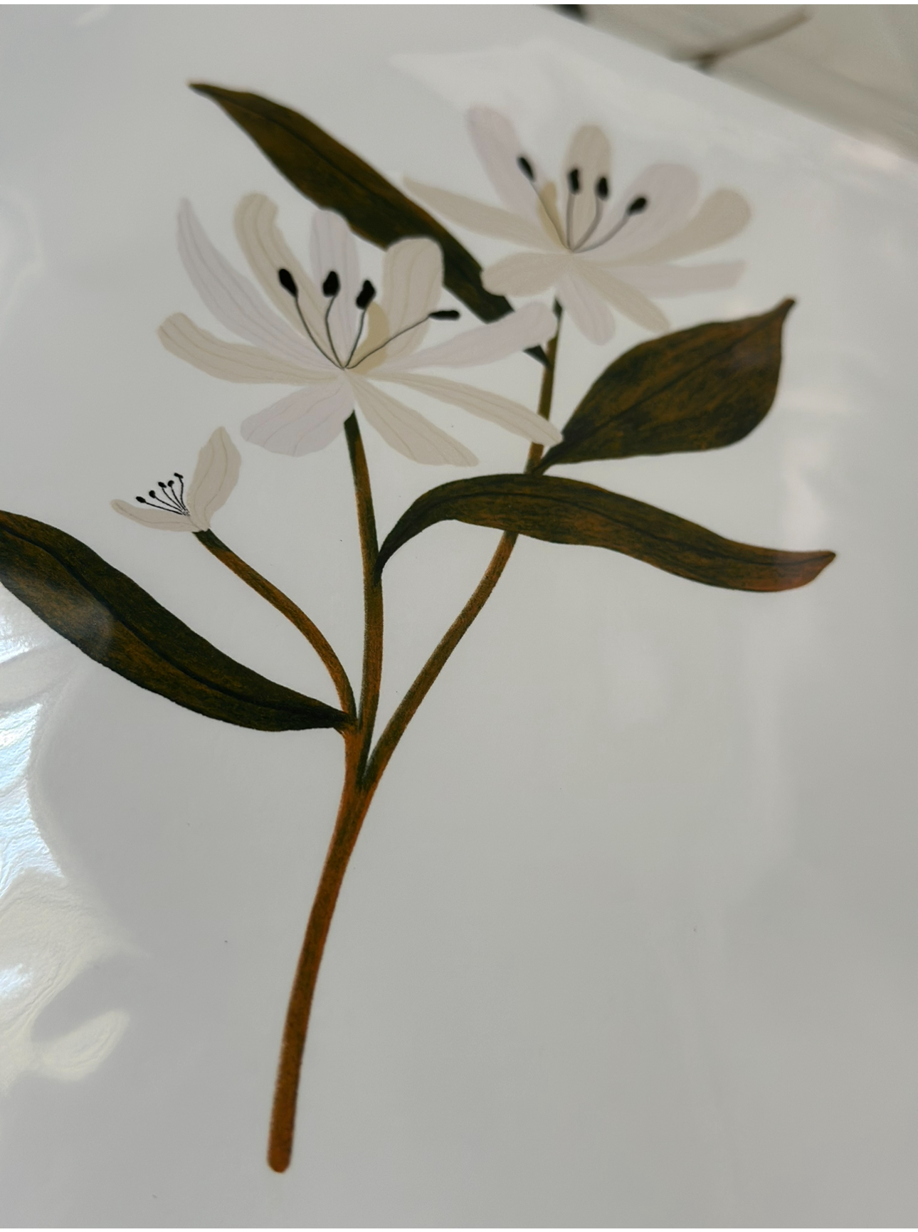 Botanical Print Collection
