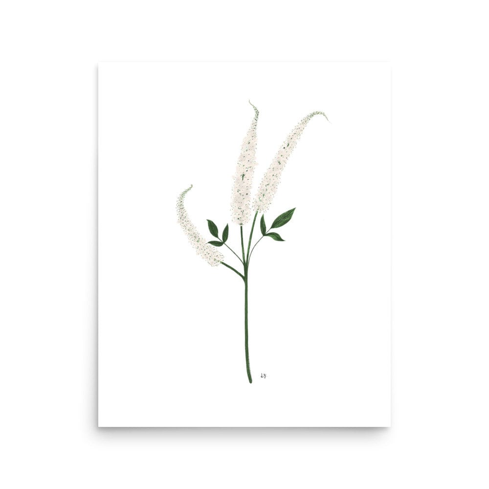 Botanical Print Collection