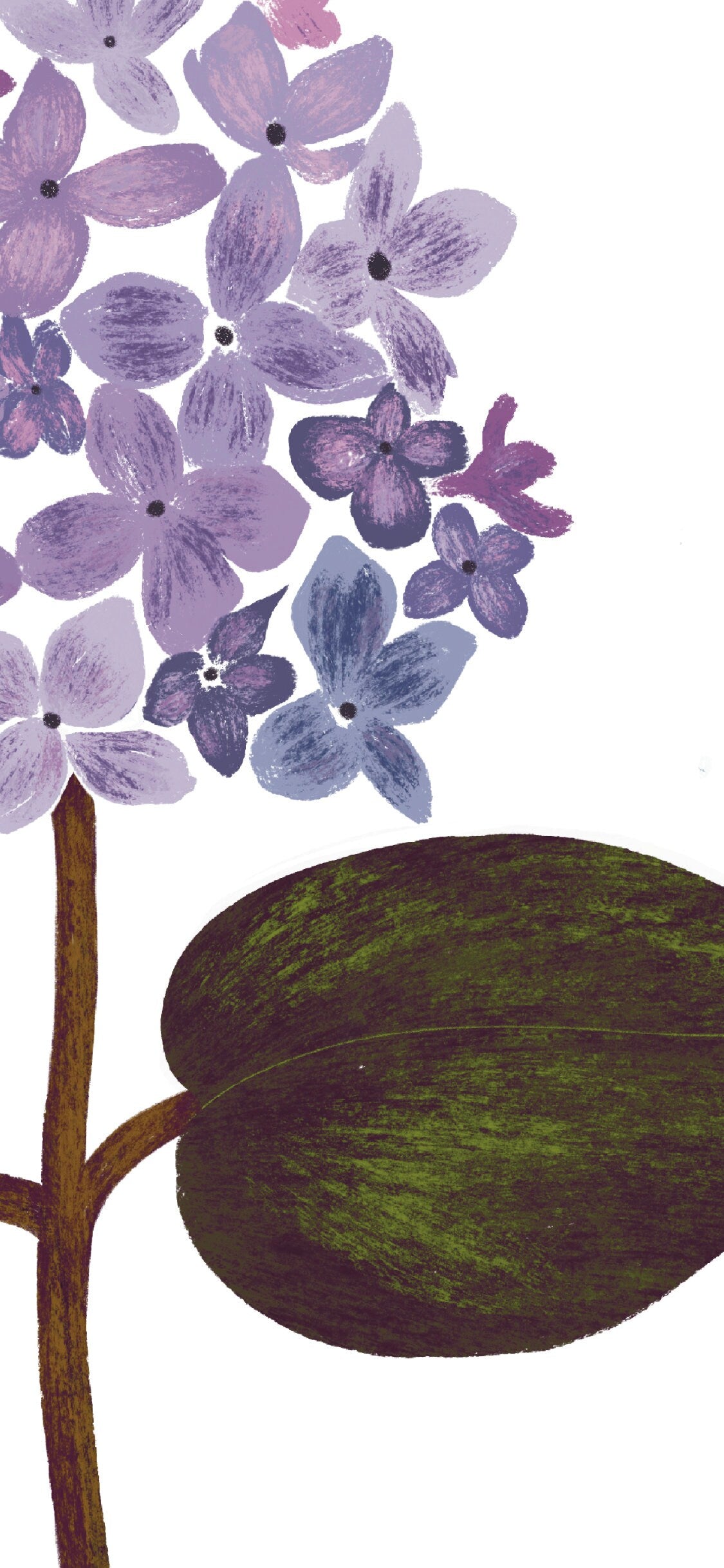 Botanical Print Collection