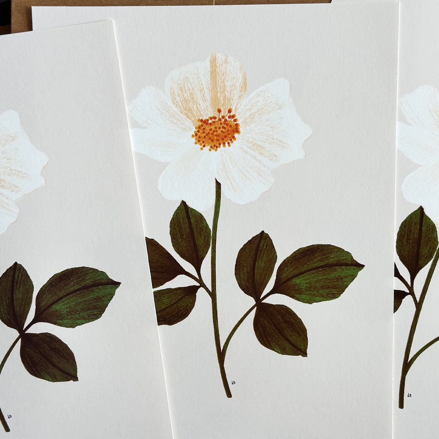 Botanical Print Collection