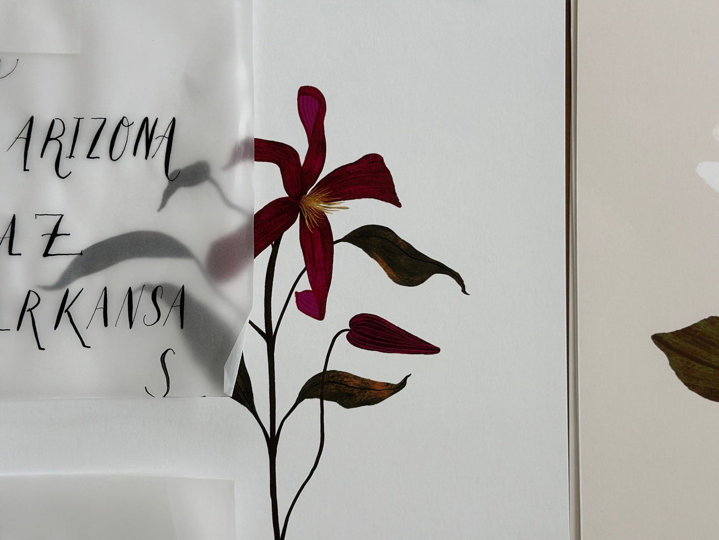 Clematis Flower Botanical Wall Art