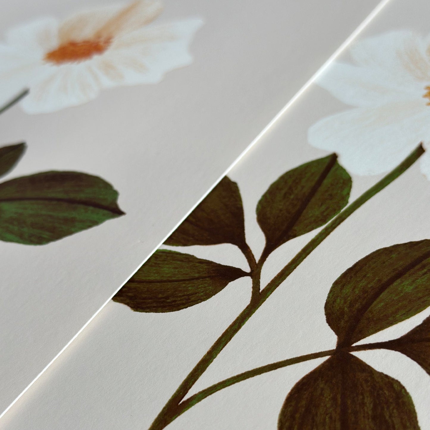 Botanical Print Collection