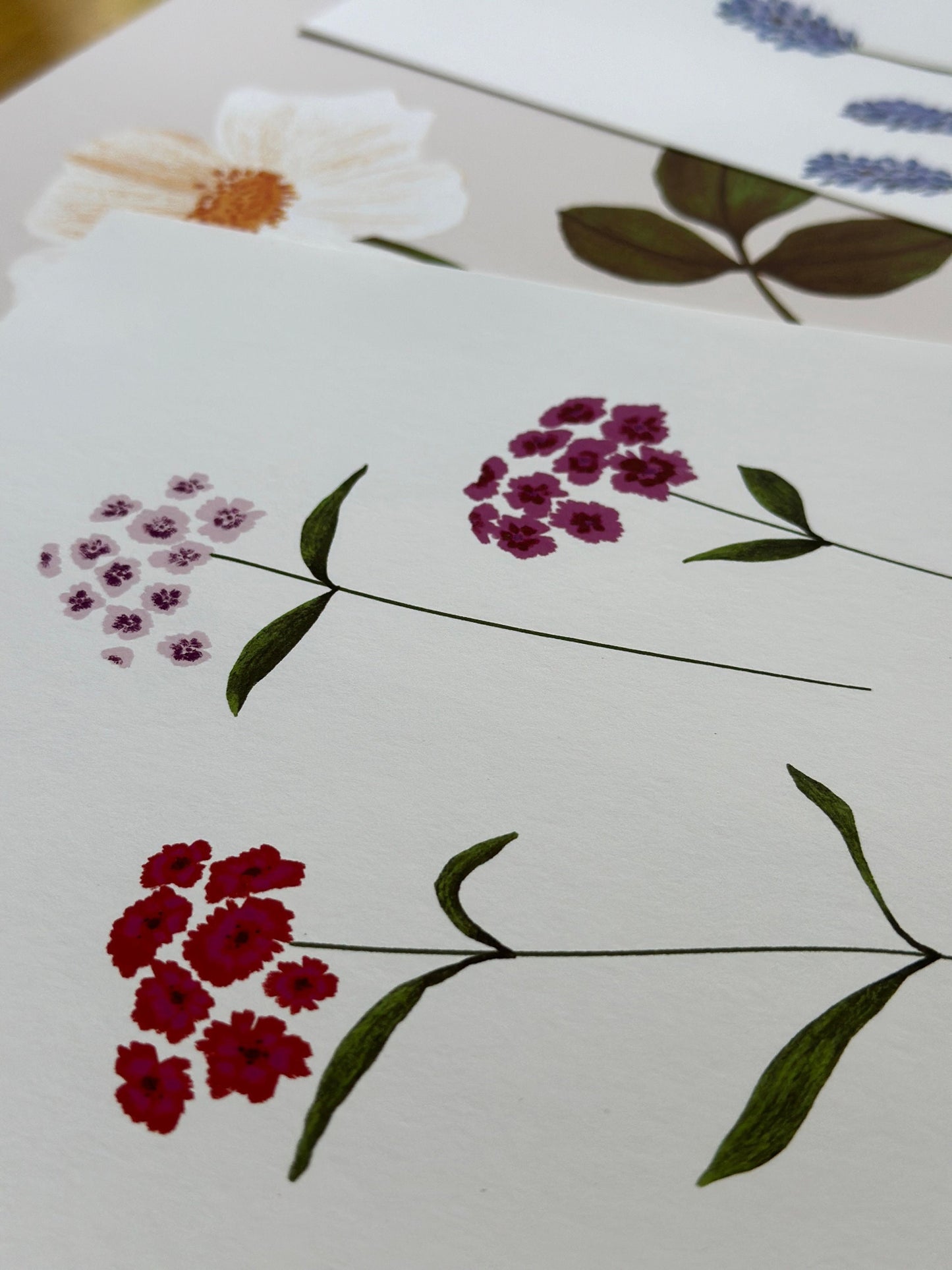 Botanical Print Collection