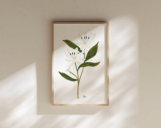 Honeysuckle Botanical Print