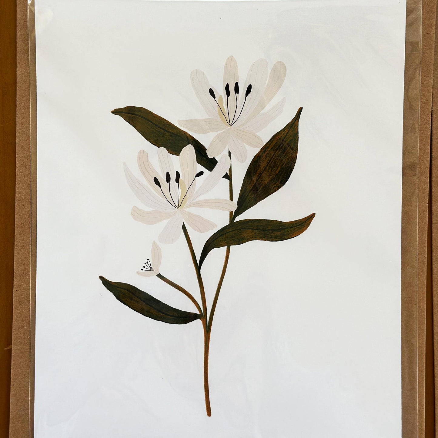 Honeysuckle Botanical Print