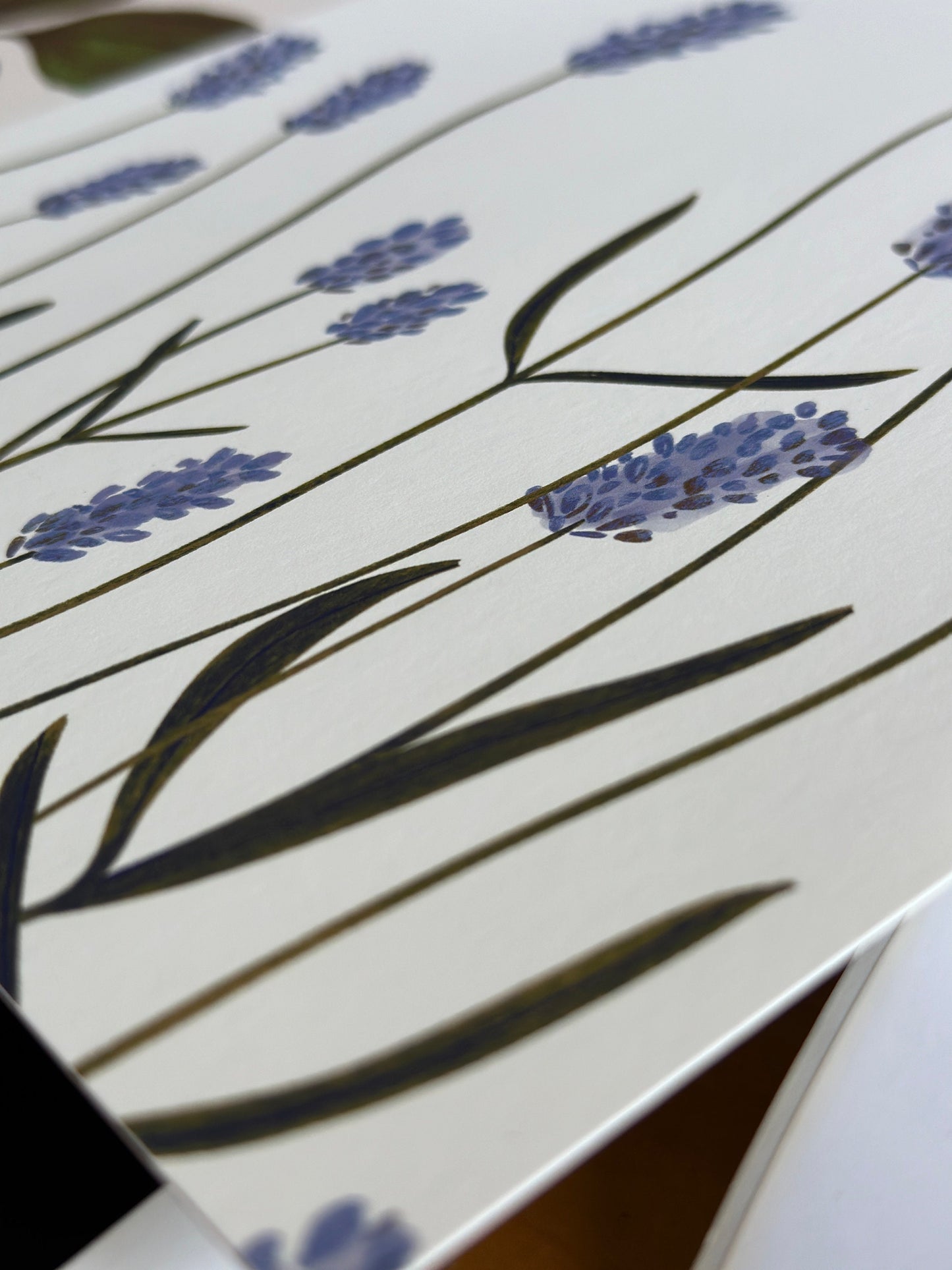 Lavender Botanical Print